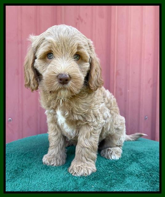 Ashby Bently pups 7 wks old 161