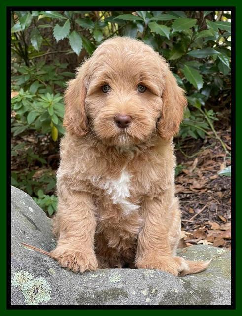 Ashby Bently pups 8 wks old 192