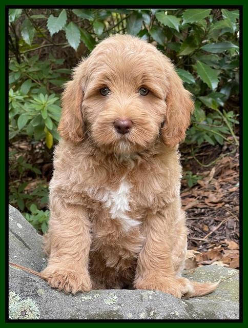 Ashby Bently pups 8 wks old 292