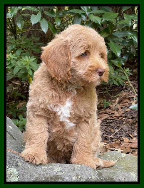 Ashby Bently pups 8 wks old 392