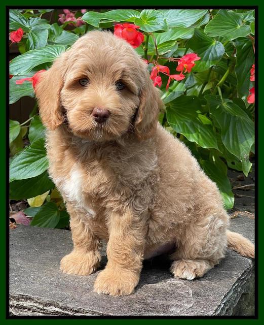 Ashby Bently pups 8 wks old 592