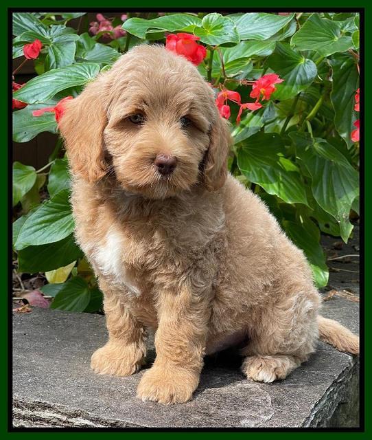 Ashby Bently pups 8 wks old 692