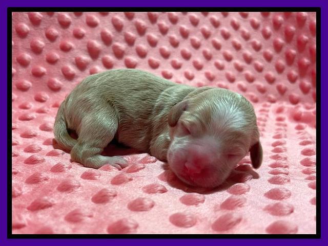 Ashby Bently Newborn 81