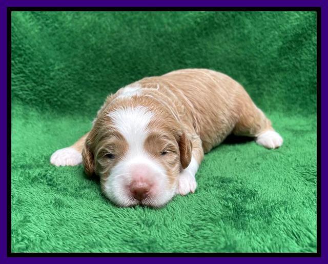 Ashby Bently pups 2 wks old 81