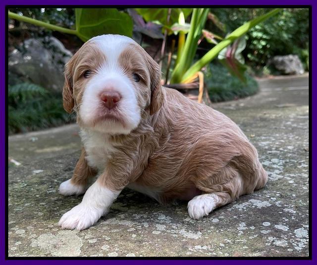 Ashby Bently pups 3 wks old 111