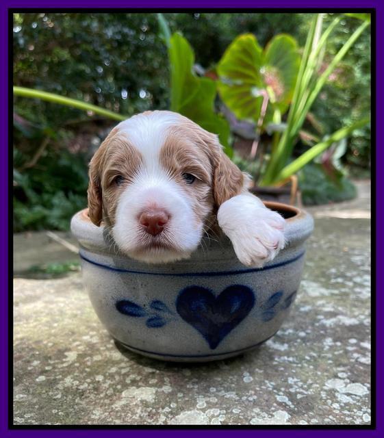 Ashby Bently pups 3 wks old 151