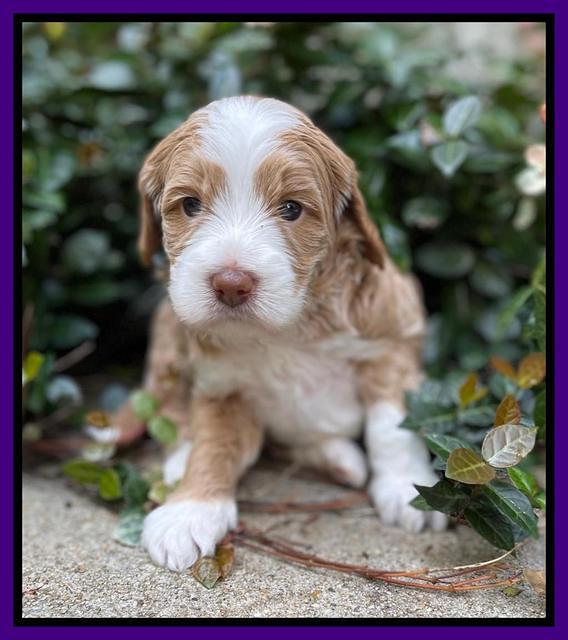 Ashby Bently pups 4 wks old 181