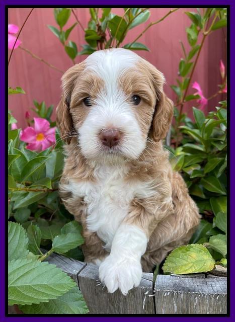 Ashby Bently pups 5 wks old 161