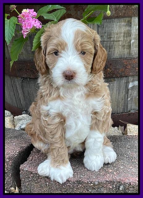 Ashby Bently pups 5 wks old 201