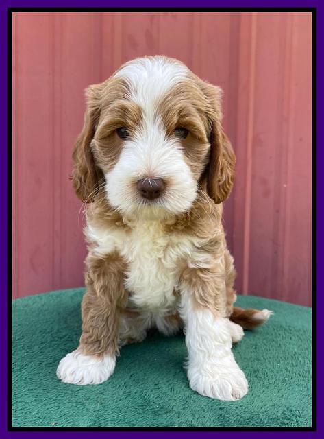 Ashby Bently pups 7 wks old 201