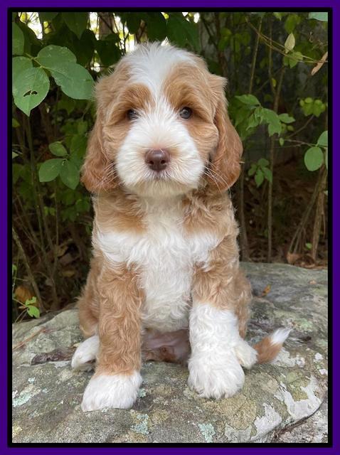 Ashby Bently pups 8 wks old 31