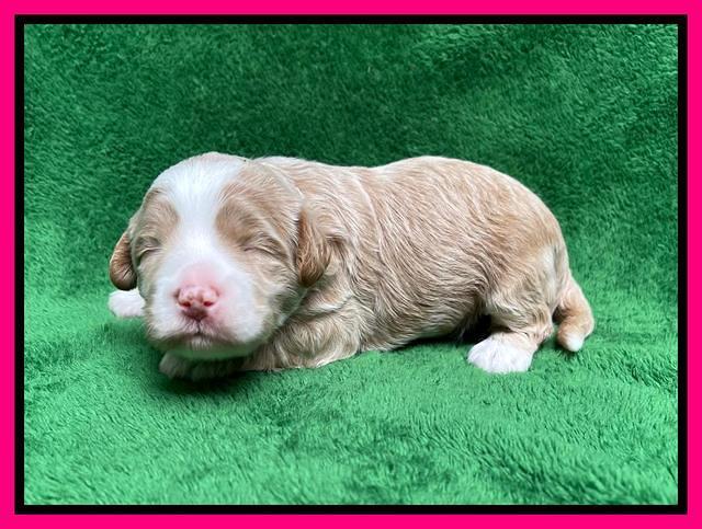 Ashby Bently pups 2 wks old 91