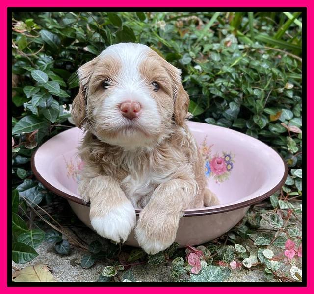 Ashby Bently pups 4 wks old 191