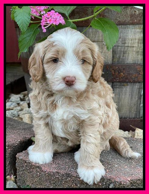 Ashby Bently pups 5 wks old 221
