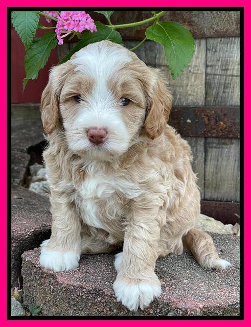 Ashby Bently pups 5 wks old 231