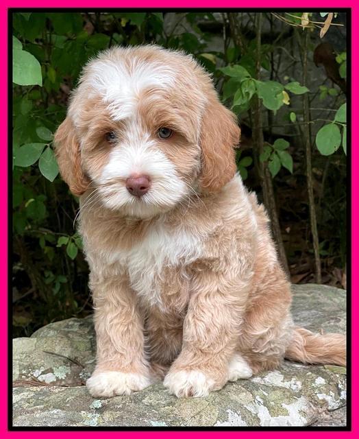 Ashby Bently pups 8 wks old 3100