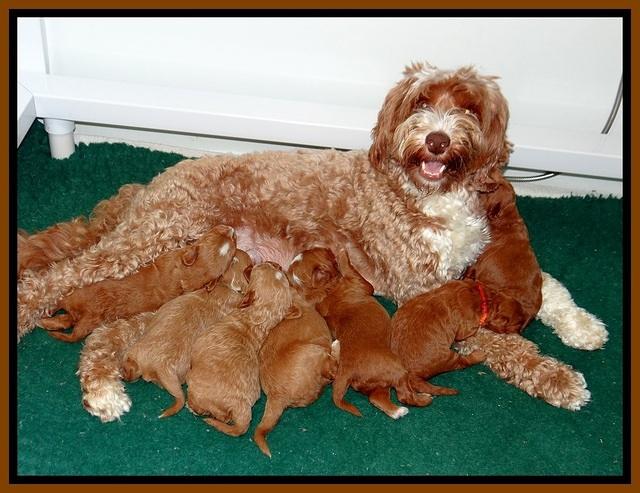 Ashby Grover pups 2 wks old 161