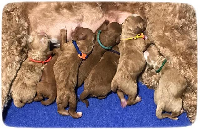 Ashby Grover pups newborn 430