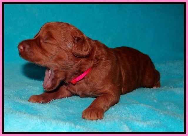 Ashby Grover pups 2 wks old 21