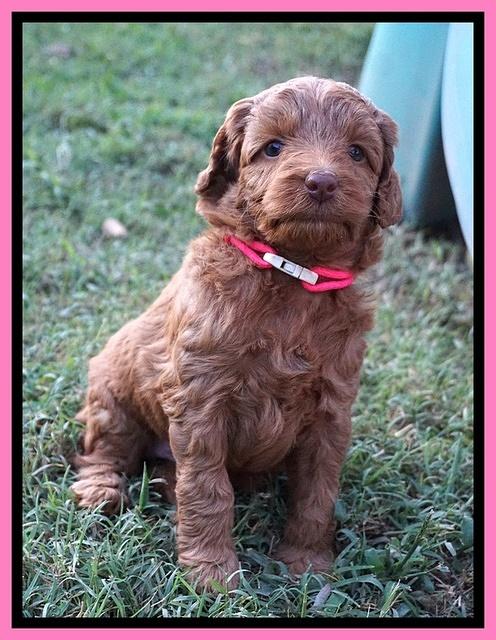 Ashby Grover pups 5 wks old 11