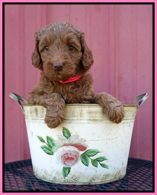 Ashby Grover pups 6 wks old 31