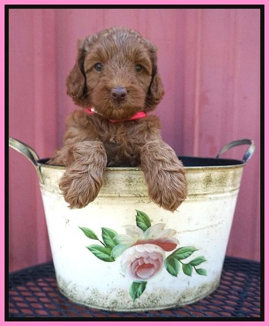 Ashby Grover pups 6 wks old 41