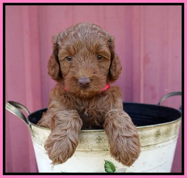 Ashby Grover pups 6 wks old 51