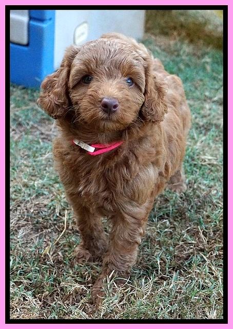 Ashby Grover pups 7 wks old 31