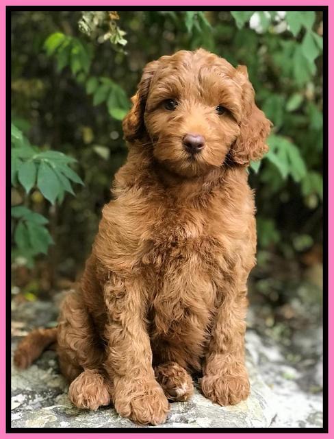 Ashby Grover pups 8 wks old 31