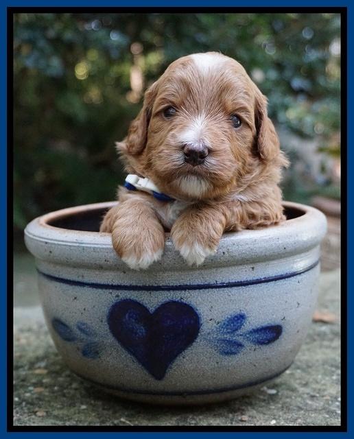 Ashby Grover pups 3 wks old 41