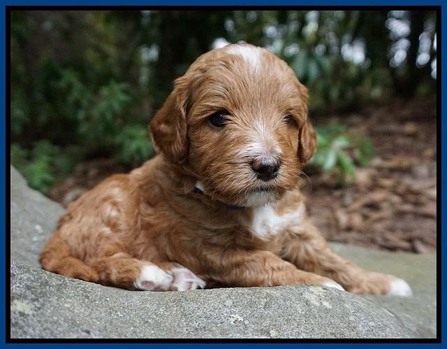 Ashby Grover pups 4 wks old 61