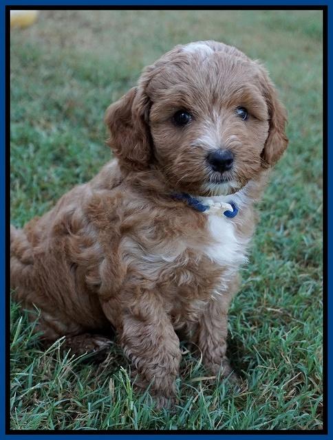 Ashby Grover pups 7 wks old 81