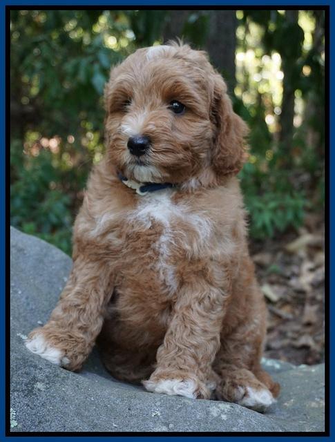 Ashby Grover pups 8 wks old 61