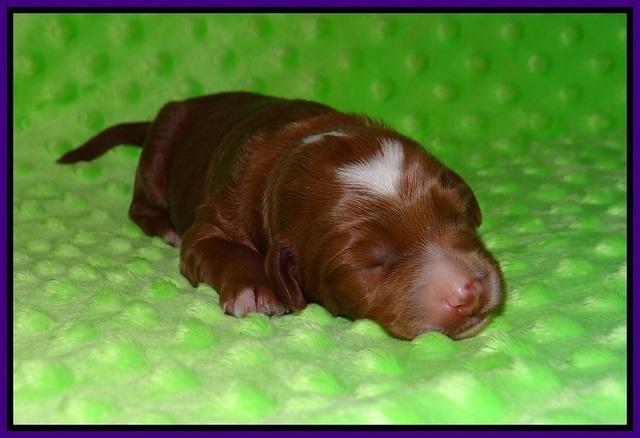 Ashby Grover pups 1 wk old 71