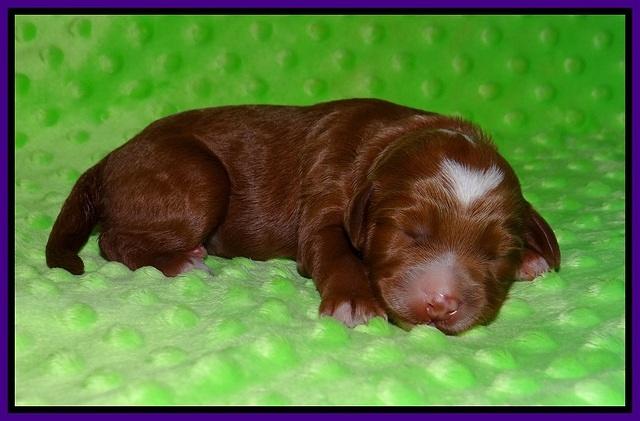 Ashby Grover pups 1 wk old 81