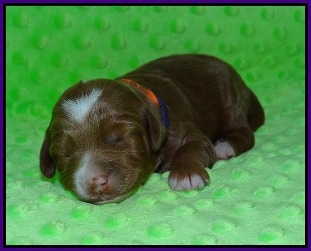 Ashby Grover pups 1 wk old 91