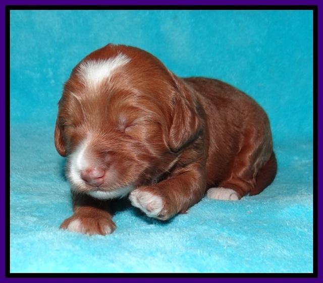 Ashby Grover pups 2 wks old 71