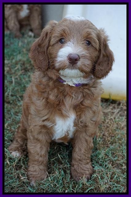 Ashby Grover pups 7 wks old 191
