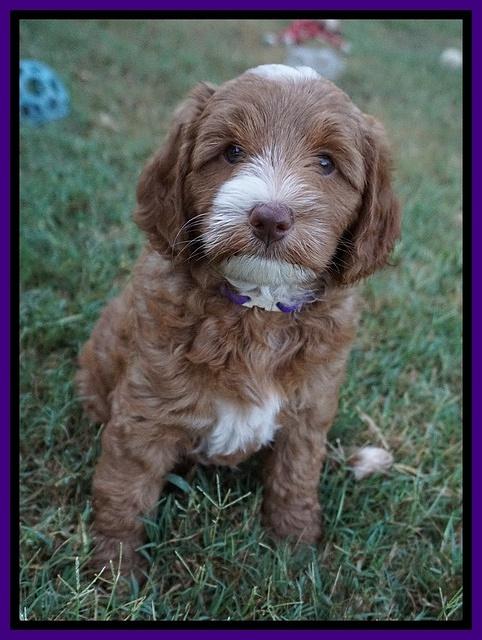 Ashby Grover pups 7 wks old 201