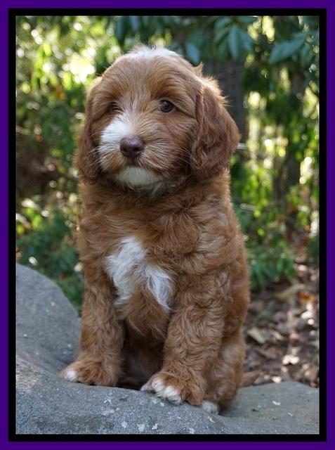 Ashby Grover pups 8 wks old 111