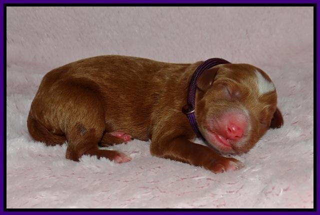 Ashby Grover pups newborn 51