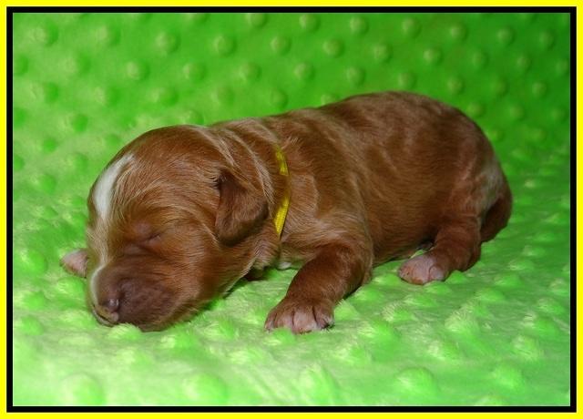 Ashby Grover pups 1 wk old 181