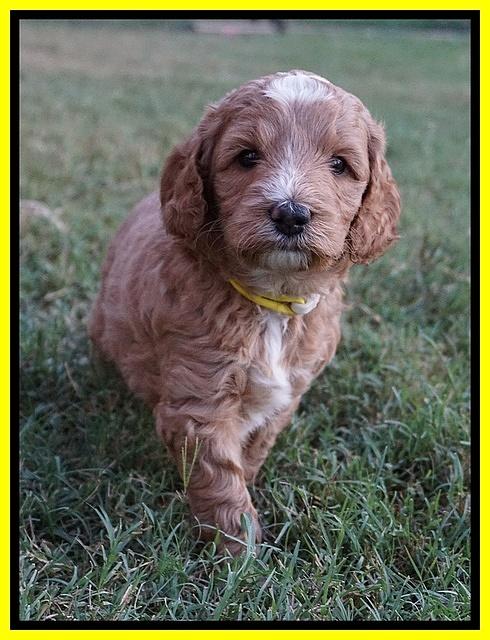 Ashby Grover pups 5 wks old 201