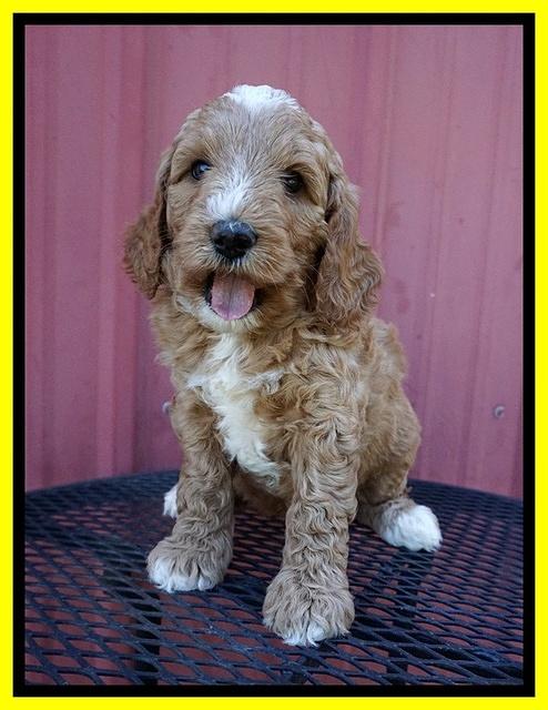 Ashby Grover pups 6 wks old 211