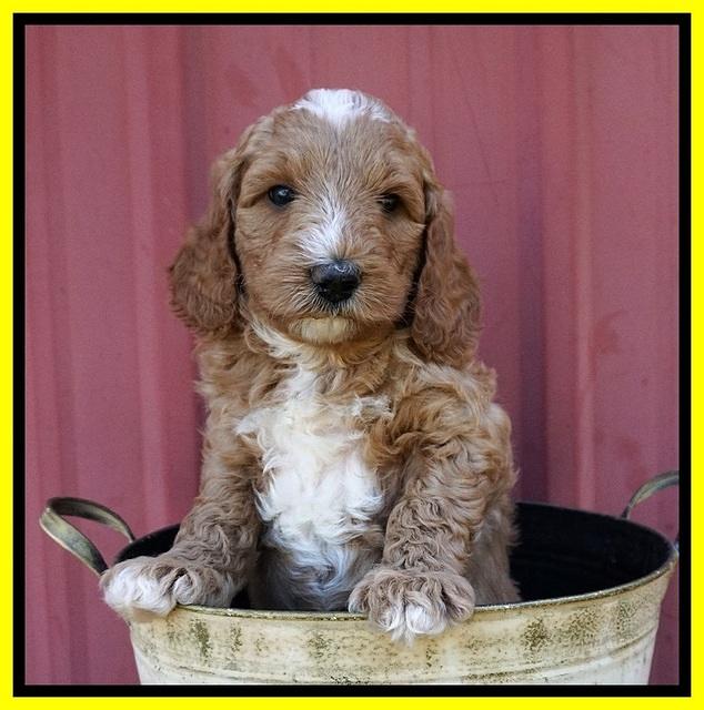 Ashby Grover pups 6 wks old 221