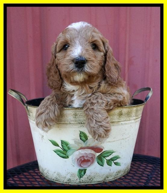 Ashby Grover pups 6 wks old 241