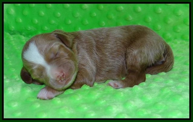 Ashby Grover pups 1 wk old 141