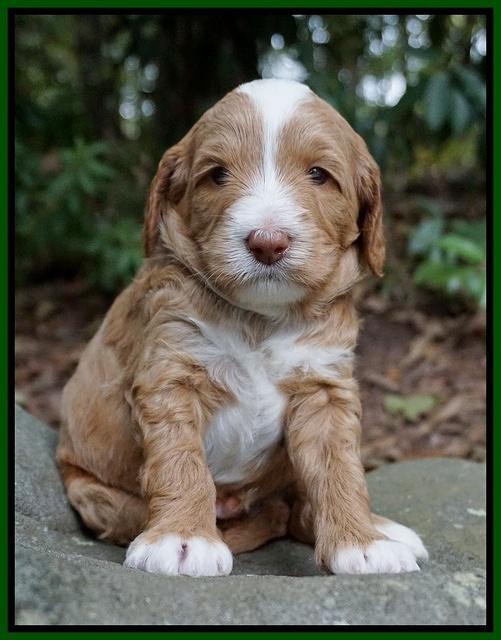Ashby Grover pups 4 wks old 201