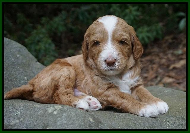 Ashby Grover pups 4 wks old 211