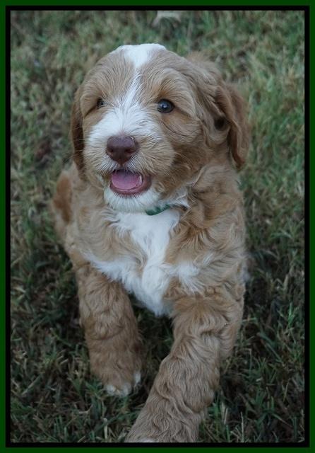 Ashby Grover pups 7 wks old 321